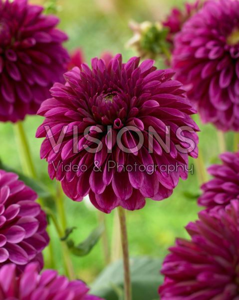 Dahlia Jowey Veronique Dahlia Jowey Veronique