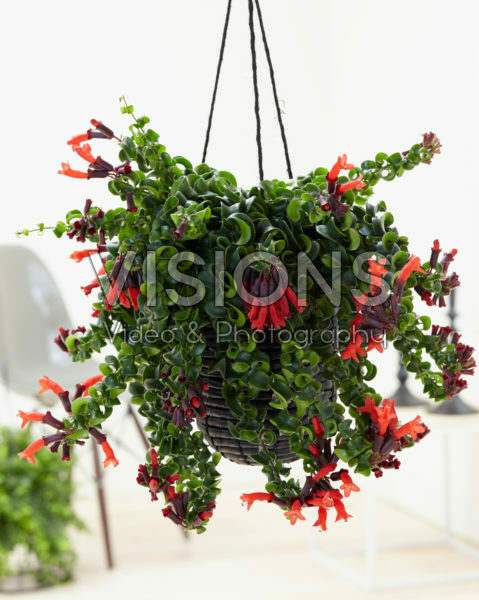Aeschynanthus Rasta Aeschynanthus Rasta