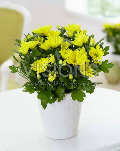 Chrysanthemum yellow Chrysanthemum yellow