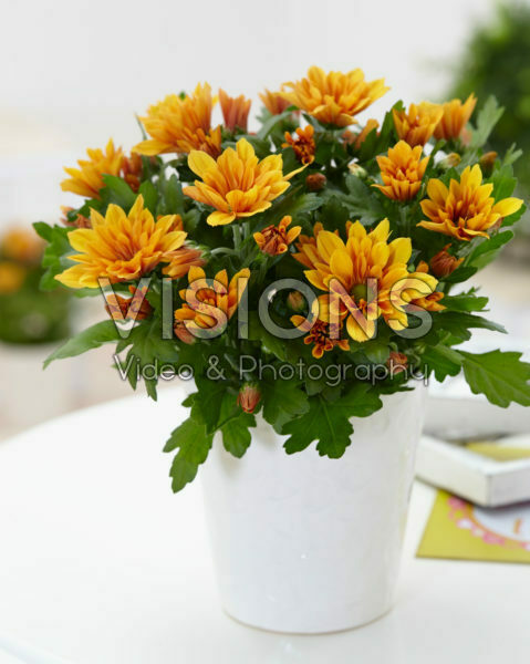 Chrysanthemum orange