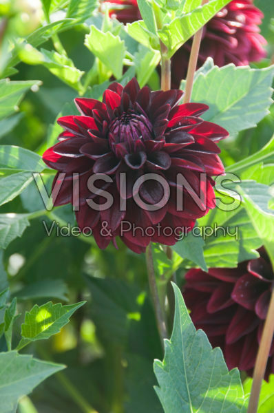 Dahlia Black Destiny