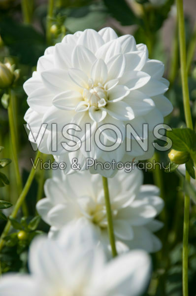 Dahlia Siberia Dahlia Siberia