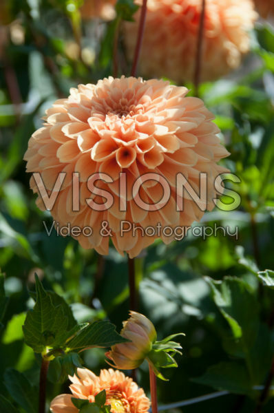 Dahlia Ralphie Dahlia Ralphie