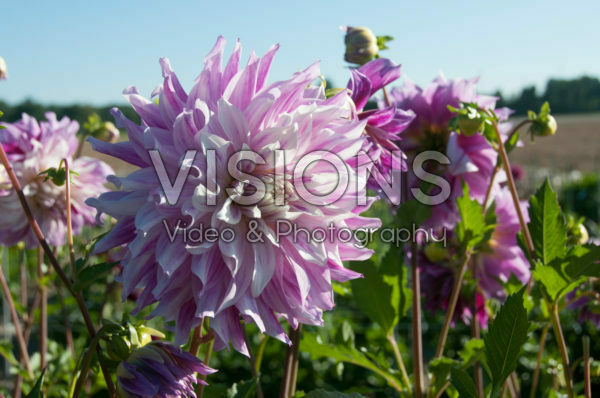 Dahlia Bristol Stripe Dahlia Bristol Stripe