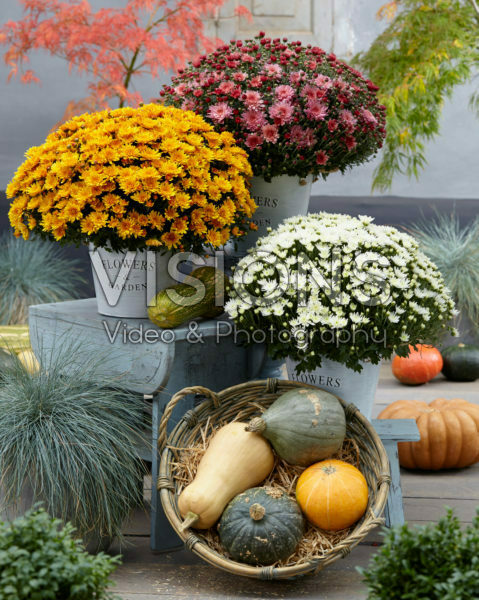Chrysanthemum Movistars® collection Chrysanthemum Movistars® collection