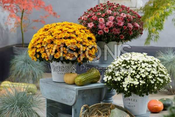 Chrysanthemum Movistars® collection Chrysanthemum Movistars® collection