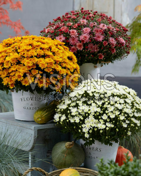 Chrysanthemum Movistars® collection Chrysanthemum Movistars® collection