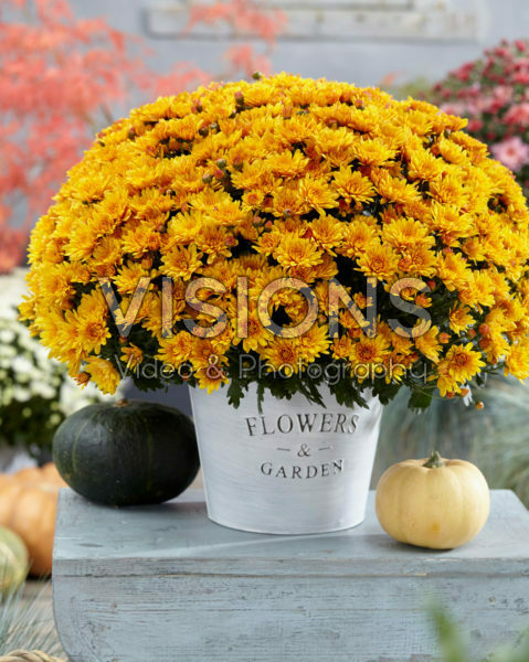 Chrysanthemum Pacino® Orange Chrysanthemum Pacino® Orange