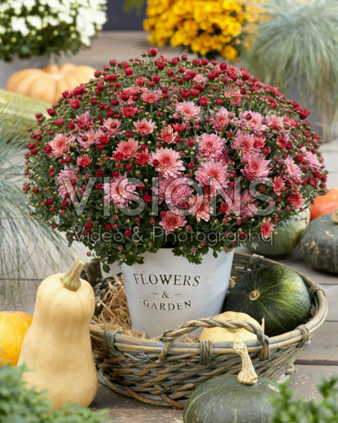 Chrysanthemum Stallone® Pink Chrysanthemum Stallone® Pink
