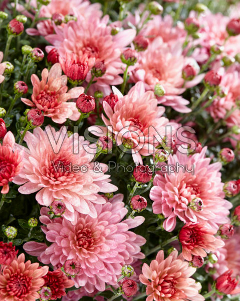 Chrysanthemum Stallone® Pink Chrysanthemum Stallone® Pink