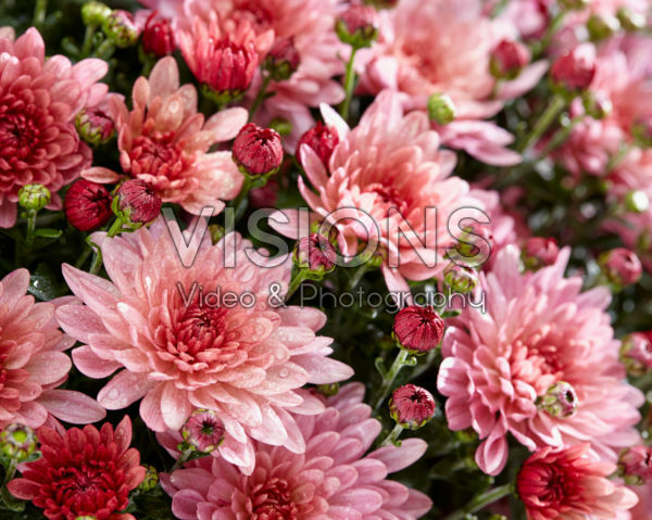 Chrysanthemum Stallone® Pink Chrysanthemum Stallone® Pink