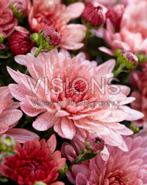 Chrysanthemum Stallone® Pink Chrysanthemum Stallone® Pink