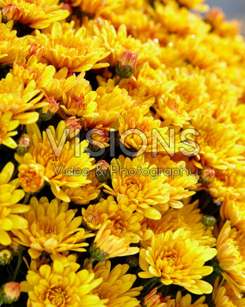 Chrysanthemum Pacino® Orange Chrysanthemum Pacino® Orange