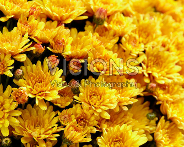 Chrysanthemum Pacino® Orange Chrysanthemum Pacino® Orange