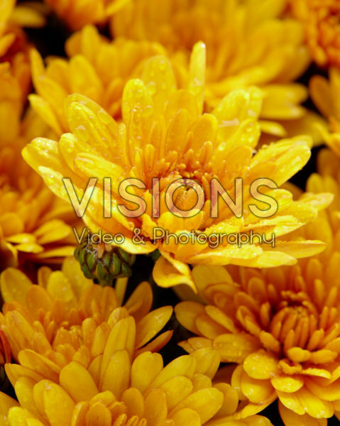 Chrysanthemum Pacino® Orange Chrysanthemum Pacino® Orange