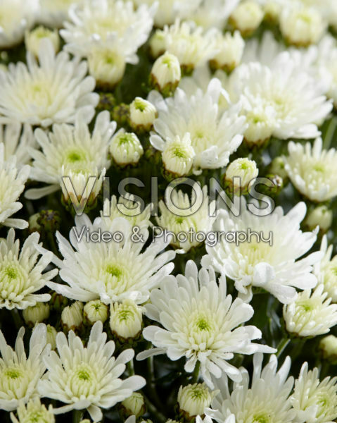 Chrysanthemum De Niro@ White Chrysanthemum De Niro@ White