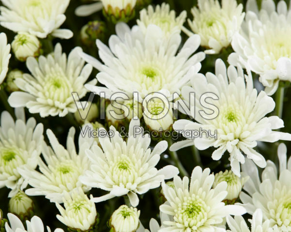 Chrysanthemum De Niro@ White Chrysanthemum De Niro@ White