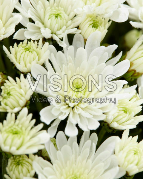 Chrysanthemum De Niro@ White Chrysanthemum De Niro@ White