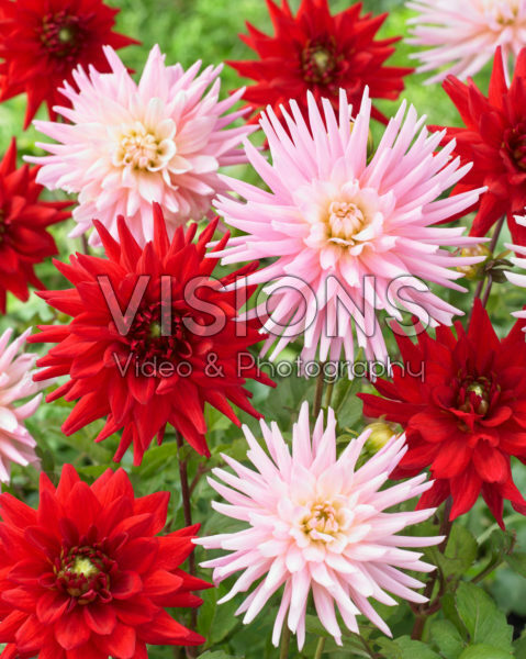 Dahlia Red Pygmy, Park Princess Dahlia Red Pygmy, Park Princess