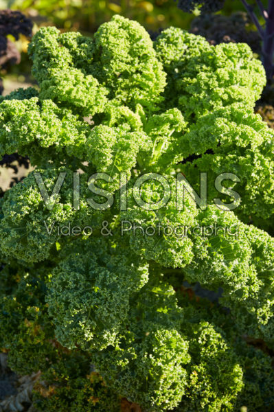 Brassica oleracea, kale