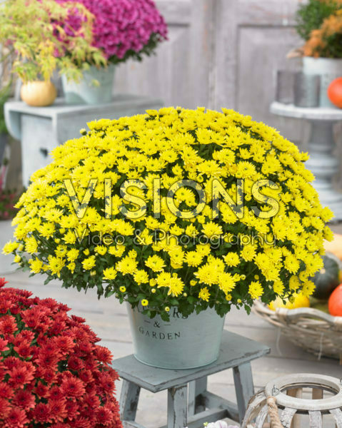 Chrysanthemum Blanchett® Yellow Chrysanthemum Blanchett® Yellow