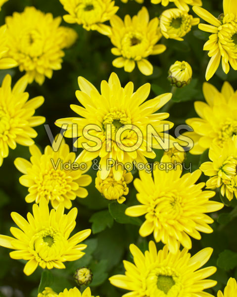 Chrysanthemum Blanchett® Yellow Chrysanthemum Blanchett® Yellow