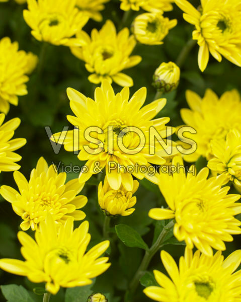Chrysanthemum Blanchett® Yellow Chrysanthemum Blanchett® Yellow