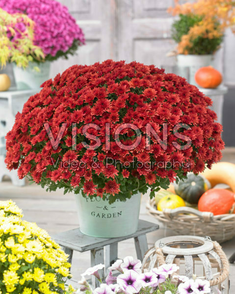 Chrysanthemum Blanchett® Orange