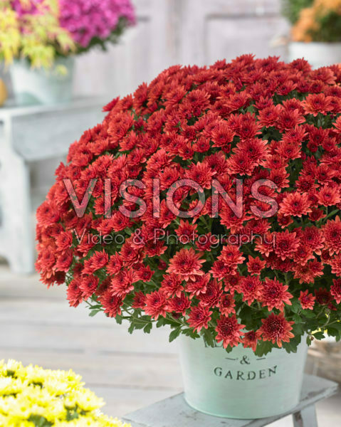 Chrysanthemum Blanchett® Orange