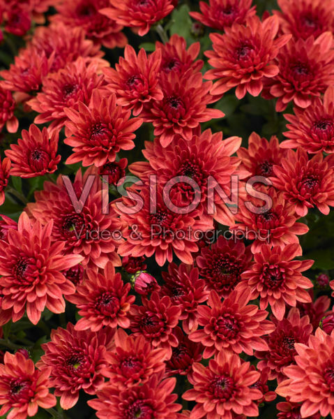 Chrysanthemum Blanchett® Orange Chrysanthemum Blanchett® Orange