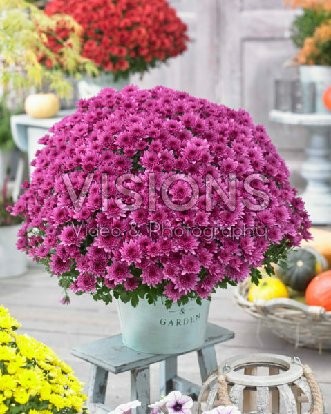 Chrysanthemum Blanchett® Pink Chrysanthemum Blanchett® Pink