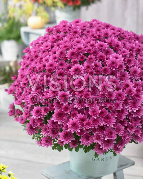 Chrysanthemum Blanchett® Pink Chrysanthemum Blanchett® Pink
