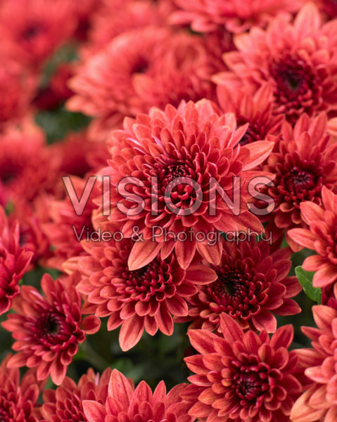 Chrysanthemum Blanchett® Orange Chrysanthemum Blanchett® Orange