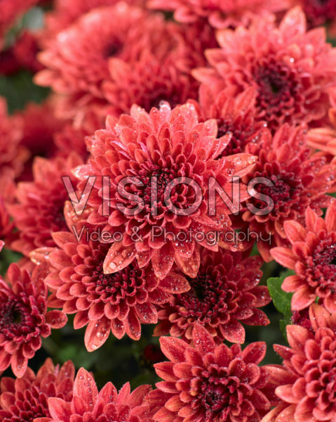 Chrysanthemum Blanchett® Orange Chrysanthemum Blanchett® Orange