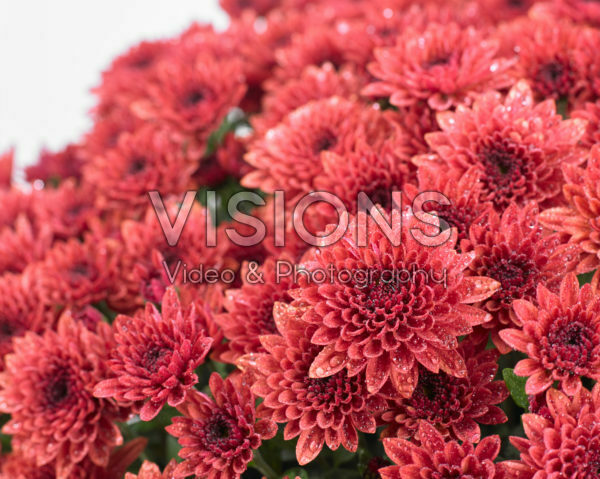 Chrysanthemum Blanchett® Orange Chrysanthemum Blanchett® Orange