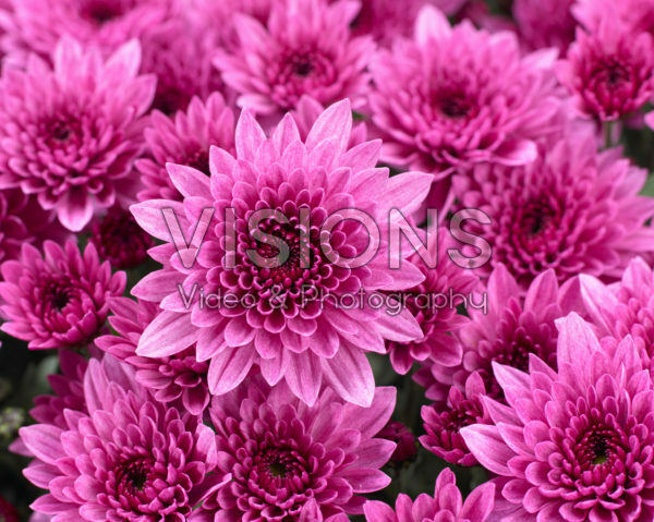 Chrysanthemum Blanchett® Pink Chrysanthemum Blanchett® Pink