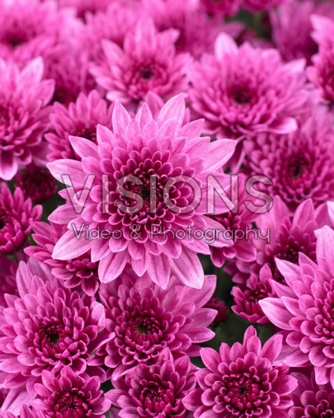 Chrysanthemum Blanchett® Pink Chrysanthemum Blanchett® Pink