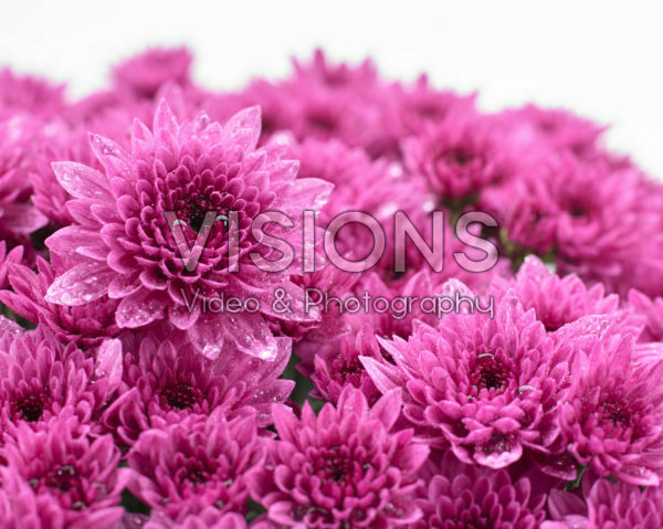 Chrysanthemum Blanchett® Pink Chrysanthemum Blanchett® Pink