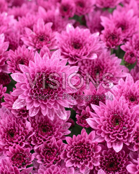 Chrysanthemum Blanchett® Pink Chrysanthemum Blanchett® Pink