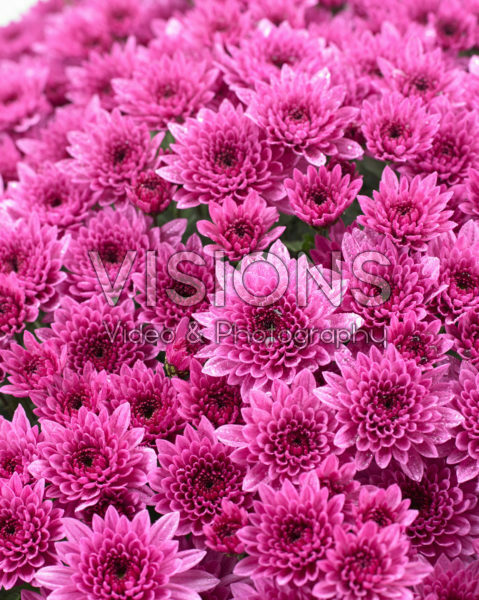 Chrysanthemum Blanchett® Pink Chrysanthemum Blanchett® Pink
