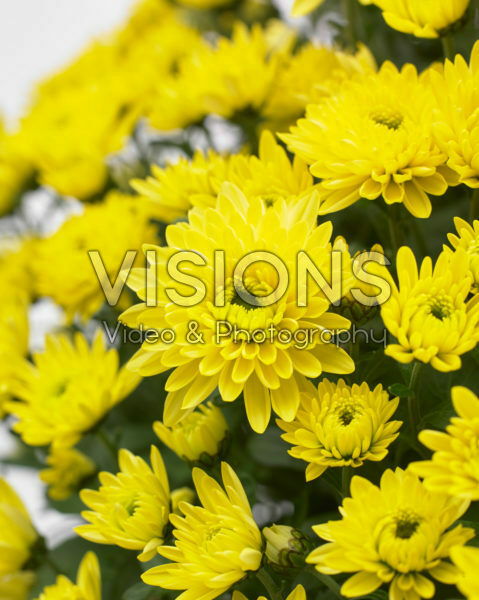 Chrysanthemum Blanchett® Yellow Chrysanthemum Blanchett® Yellow