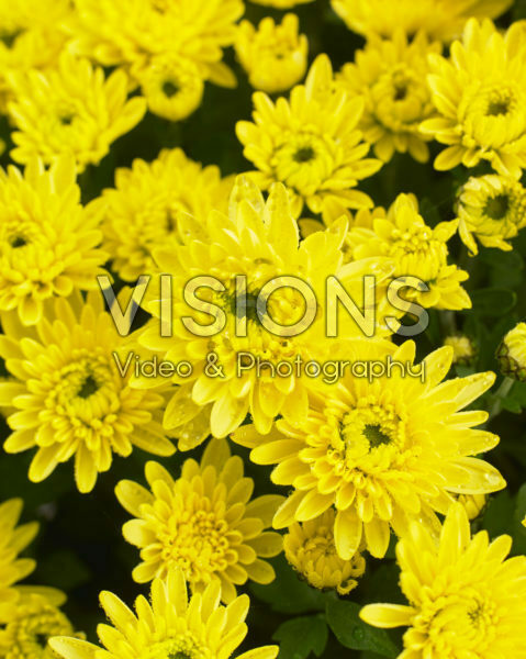 Chrysanthemum Blanchett® Yellow Chrysanthemum Blanchett® Yellow