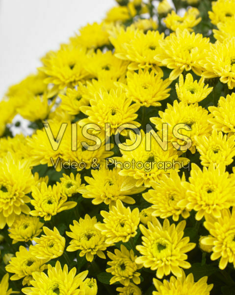 Chrysanthemum Blanchett® Yellow