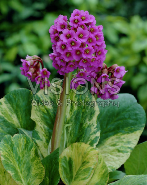 Bergenia Tubby Andrews Bergenia Tubby Andrews