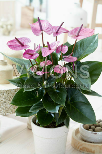 Anthurium Cavalli Anthurium Cavalli
