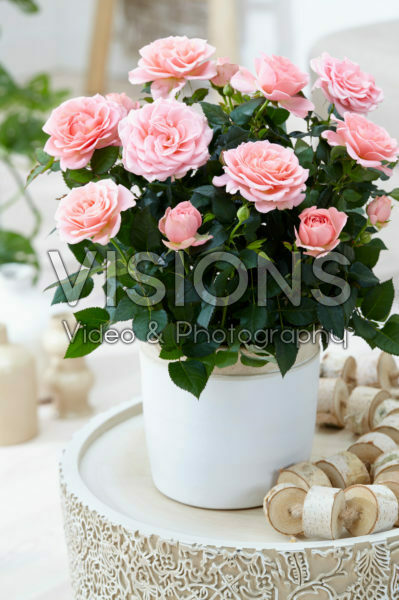 Rosa PatioHit® Lux