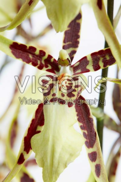 Brassia Tessa Brassia Tessa