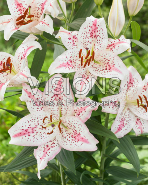 Lilium Solution Lilium Solution