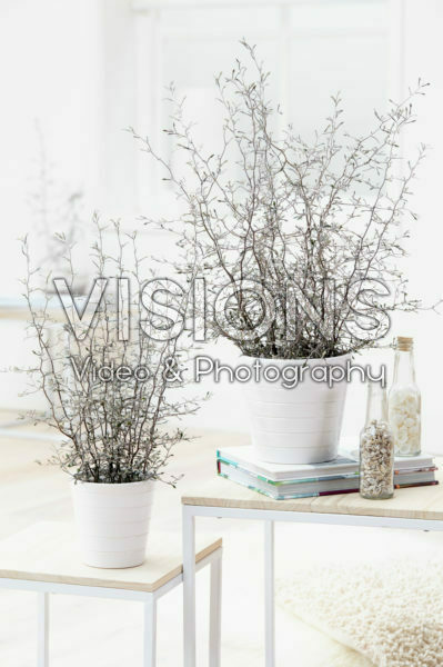 Corokia cotoneaster Corokia cotoneaster