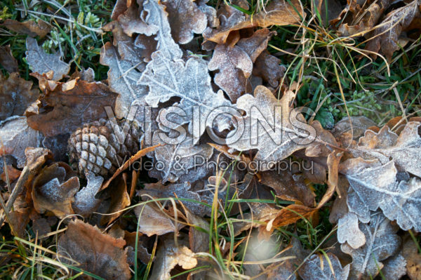 Frosty oak leaves